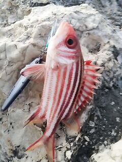 Анталийское побережье шнуры и пилькеры: PE 1.5-2.5, ассисты и 40 г в теме