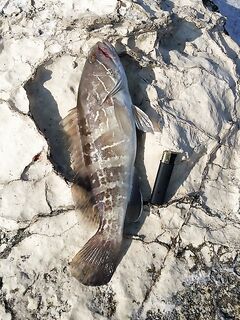 Анталийское побережье по дну - как достать групера пилькером у свала