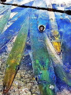 Анталийское побережье тянут потихоньку - катушки шепчут, рыба не спит