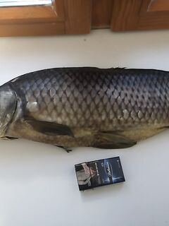 Анталийское побережье рыба к столу - солёный сазан, чай и разговоры