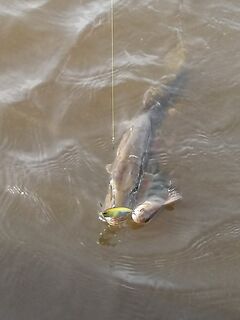 Анталийское побережье хищник отжимает добычу - твичинг на скорости