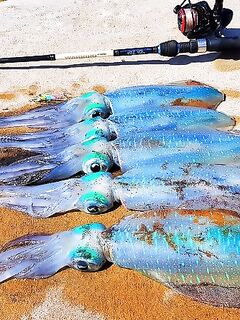 Кемер кальмар и старые Rigge: друг Муса ловит, говорит - работало бы лучше