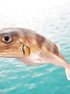 Морская рыбалка на Кипре: три ядовитых вида у кромки, перчатки обязательны