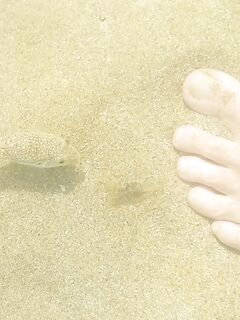 Алания хищник гоняет малька у волнореза: охота дерзкая а поклёвок ноль