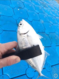 Анталия воблер мальок у камней: китайский клон ловит бодро на равномерке