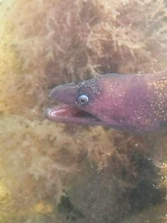 Алания пляжный кот помощник рыбака: голубоглазый друг ест курицу охотно