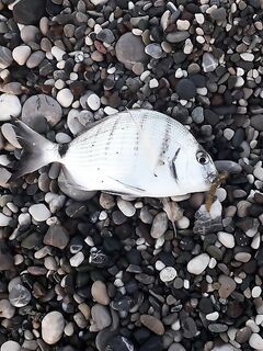 Алания, Анталийское побережье вечерний выход рыбы у бровки: дело пошло