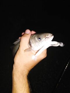 Морская рыбалка в Алании: вечерний джиг, редкий блюраннер и тишина