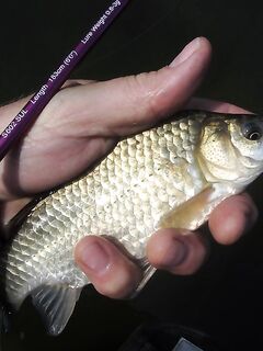 Сиде твичинг по утру и короткие окна клева - да запросто, проверено