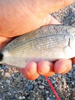 Алания береговой спиннинг по хищнику и срывы у берега на фрикцион