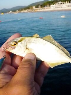 Анталийское побережье каранкс жёлтопёрый — малёк или уже подросток