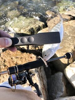 Анталийское побережье кто это клюнул — опознание с фото с пирса