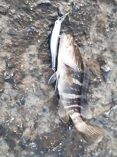 Анталия утро после раздачи — волна поднялась, одна поклёвка и сход