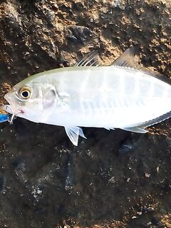 Анталия выбор шнура и поводка — по ракушке перетирает, как жить