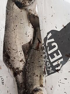 Анталийское побережье уокер на заре — выход короткий, но бодрый