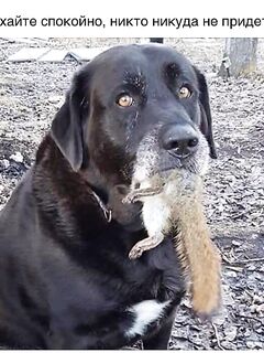 Анталия вечерний выход рыбы — когда ставить бомбарду и поводок