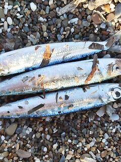 Анталийское побережье микро-кастинг по ставриде — катушка и плетня