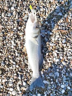 Сиде, Анталийское побережье береговой спиннинг по сибасу после шторма