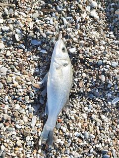 Анталия отчёт по бомбарде и воблерам: пилькеры, уокеры, кастмастер