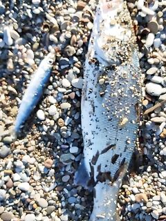 Анталия сравнение наживок: сибас любит сардинку, а что по креветке