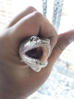 Анталийское побережье опознание трофея со свала — джиг, вечер