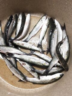 Аланья карантин переезд в Ялту ловля кефали у берега межсезонье