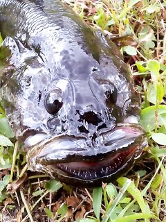 Анталия амберджек определение вида показал фото и обсудили