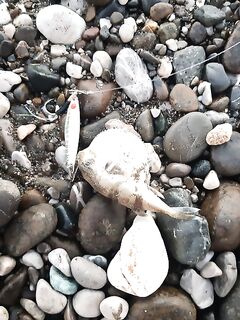 Анталия ранний берег две поклёвки и тишина возвращусь послезавтра