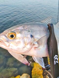 Анталья блюраннер боец на лёгкий спиннинг встречается по берегу