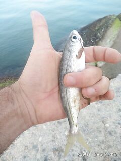 Анталия залив забит плотвой и мелочью редкие выходы хищника