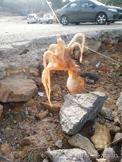 Анталийское побережье хищник молчит котлы за пределом заброса