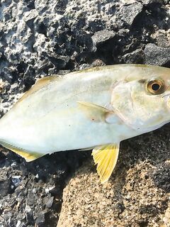 Анталия: воблеры молчат, бомбарда включила мелочь, утром продолжу