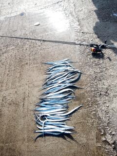 Алания: местные говорят, ловят таких - дальше тут не растут