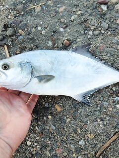 Морская рыбалка в Гюмбете: рассветный обход, порт далёк, ставрида akya