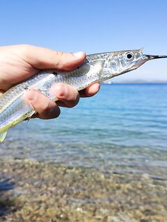 Морская рыбалка в Гюмбете: стайка полурылов и кот унёс трофей