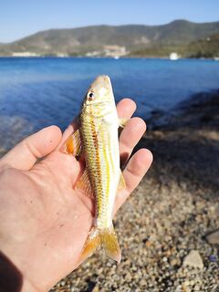 Анталия, в аэропорту: сарган не позировал, барабуля - да