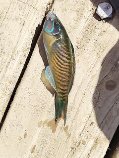 Алания, дикий пляж: на хлеб и куски - одна мелочь, камни цепляют