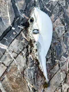 Алания, берег: медиум-лайт пилькеры 20-25 г и срыв саргана у ног