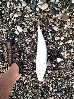 Морская рыбалка на берегу Анталии: баллон 28 г, барабулька на силикон