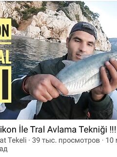 Анталия: Caranx crysos - золотистый каранкс, латынь без фанатизма