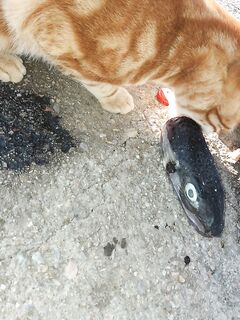 Тургутрейс - про баллонов: как коты проверяли съедобность фугу