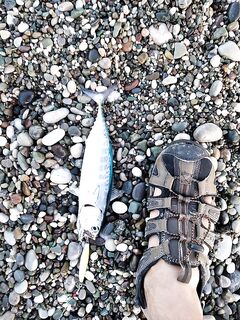 Анталия, закатный штиль - одиночный хищник под самым берегом