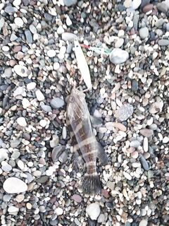 Морская рыбалка в Аланье: короткий выход паламута и пара груперов