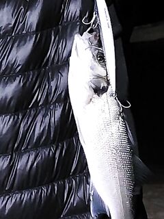 Морская рыбалка в Кунду: Haluca 125, барракуды нет, сибас отпущен