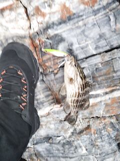 Анталия, утренние толчки: групер из-под камня и барракуда на воблер