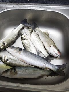 Морская рыбалка в Ларе: рассветный штиль и короткая проводка у бровки