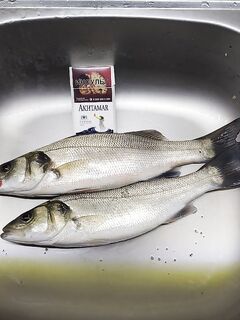 Аланья, Анталийское побережье: рассветный спиннинг и один сибас