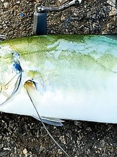 Анталия: ставрида 200-400 г и блю-раннер - пилькеры и мелковоблеры