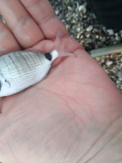 Анталия: бомбарда с пляжа на курицу - может перейти на донку