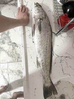 Кемер: неопознанная рыбка на фото - что за вид, пойманный в марте